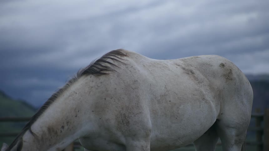 A clip of a white horse grazing