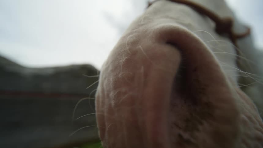 Close up of the horses snout