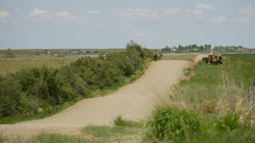 A horse rider on a dirt road following along a herd of cows walking through grass with two dogs running between the two