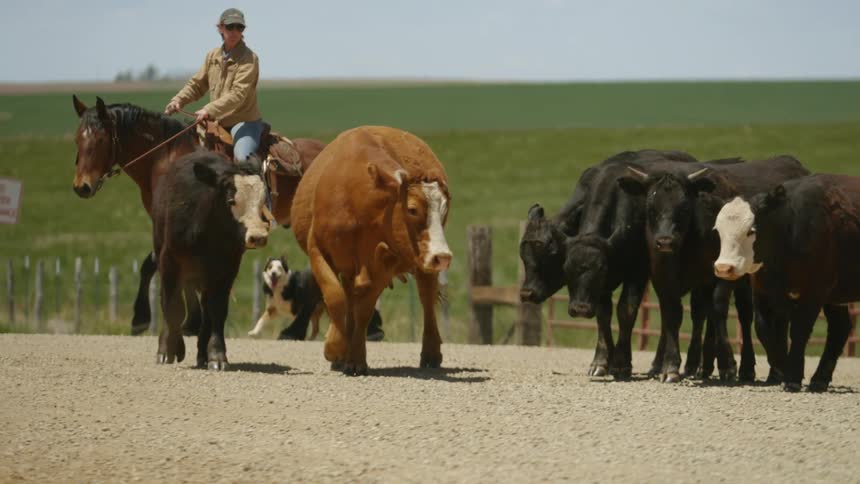 A woman on horseback and a dog by her side shepherding a herd of cattle