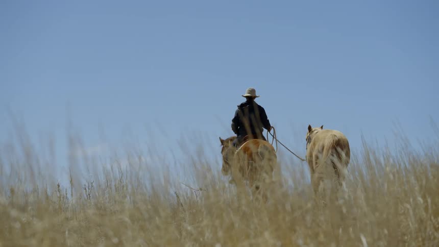 Person riding a horse and leading another horse alongside with a rope in a field