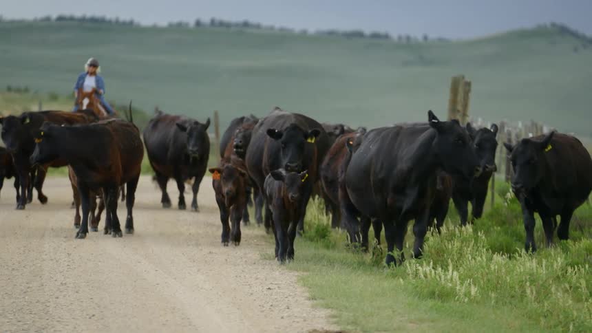 Person riding a horse leading a group of angus along a dirt road with mountains in the background