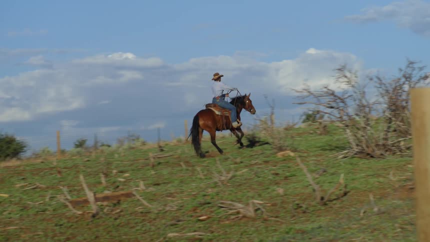 Man riding with horse in a pasture