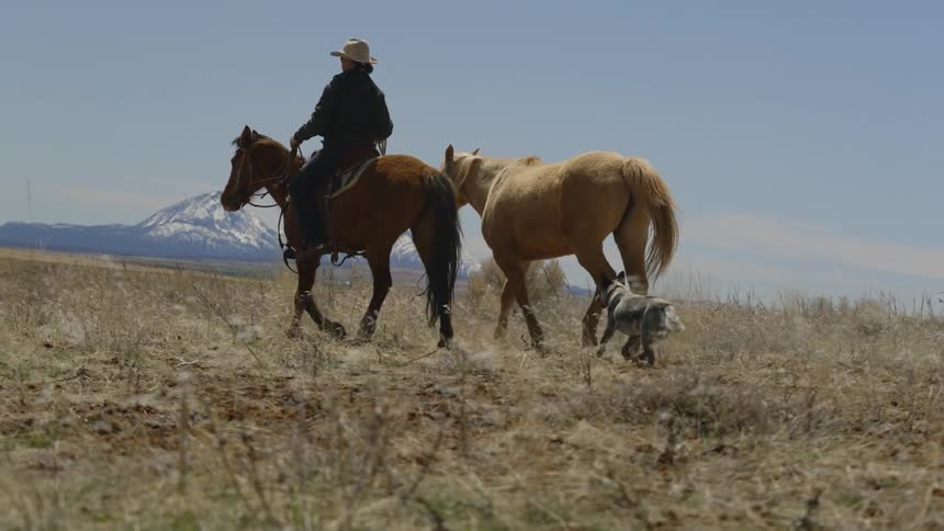 Person leading two horses and a dog running across a field with snowy mountains on the horizon