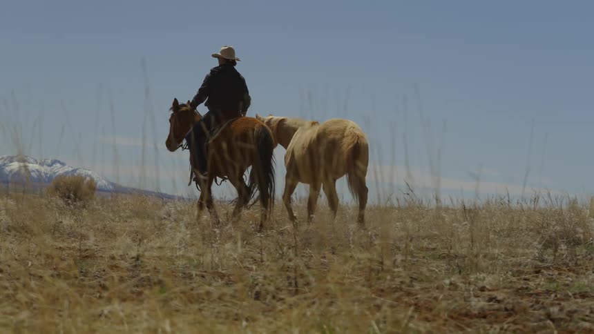 Person walking and guiding two horses in a natural environment