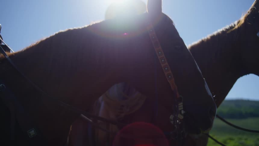 Two brown horses side by side