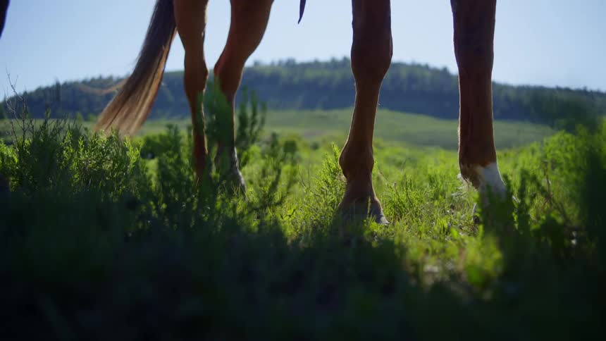Closeup of a brown horse standing in a meadow on a sunny summer day