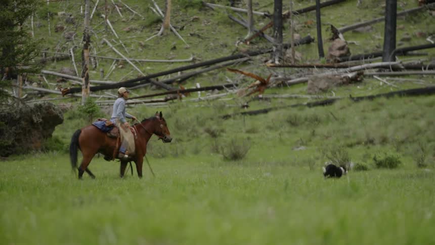 Person riding a horse at a post along with a dog