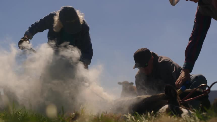 A close clip of people attending to a farm animal