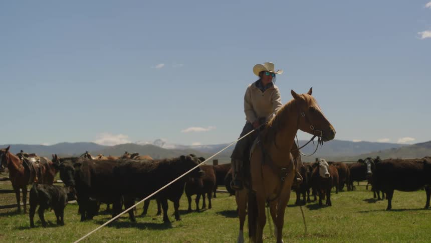 A woman on horseback in front of a herd of grazing cows pulls on a rope