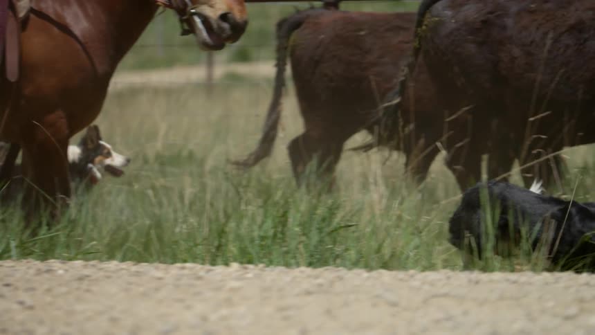 Two dogs run past a person on a horse so they can herd cattle