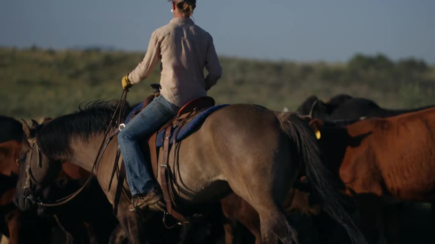 Woman riding a horse and guiding cows through a field