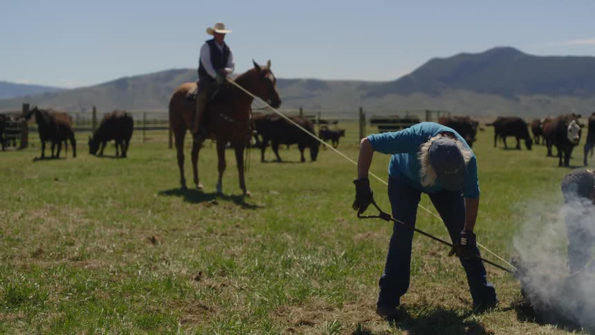 Group of people holding a tied animal and performing identification marking on its body on a farm during daytime
