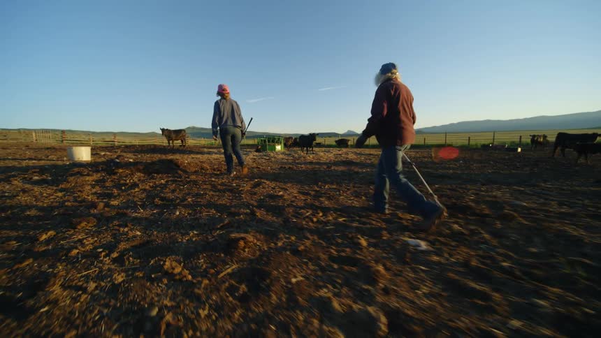 Two ranchers one using a walking stick stroll across a dirt field headed to a cow standing near a fence
