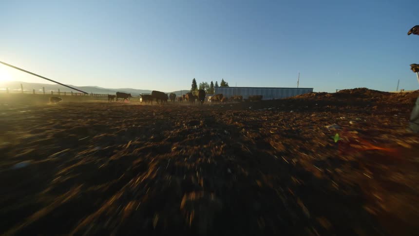 Two people walking on a farm towards a group of angus