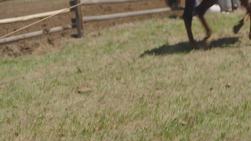 Woman riding a horse and pulling an angus calf by the rope