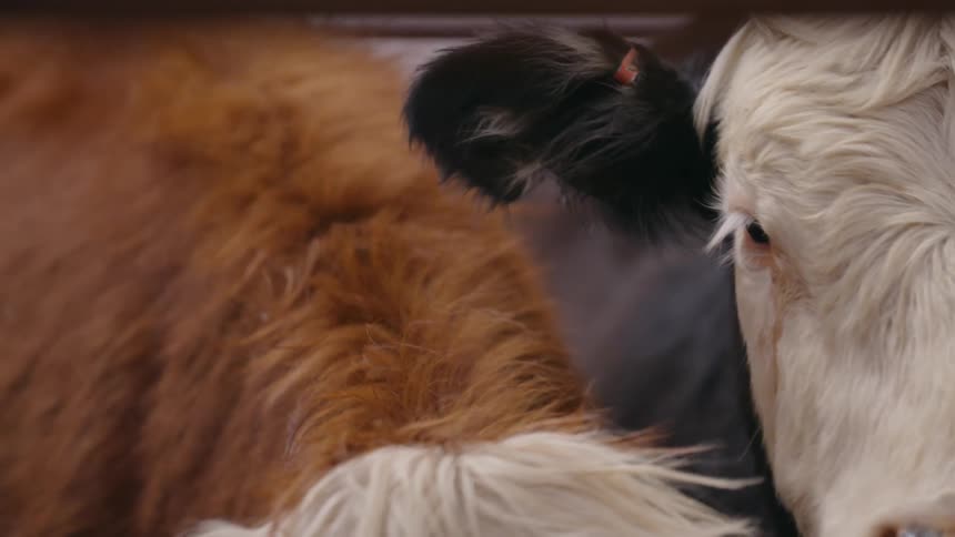 Face of oxen with different hairs