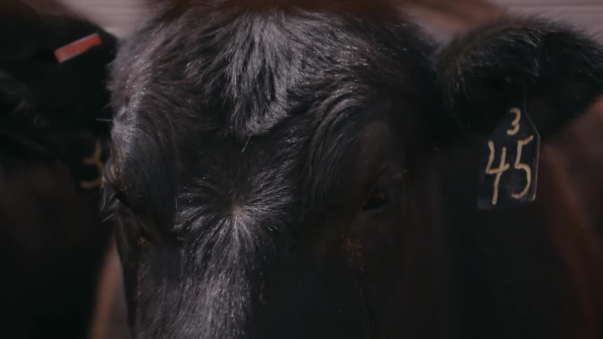 Face of a cow with a numerical identification in the ear