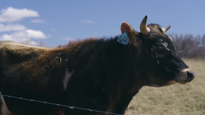 Cow with black fur with a number identification on its ear