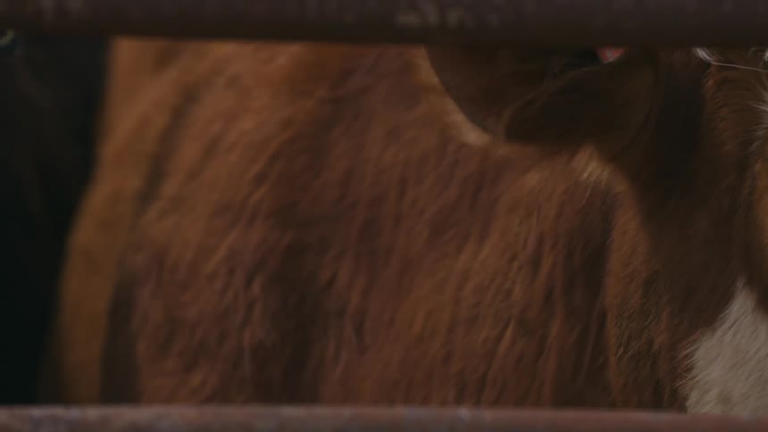 Cow face with ear tag