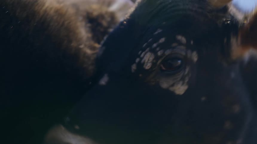 A cow with a blue tag in an ear licks itself