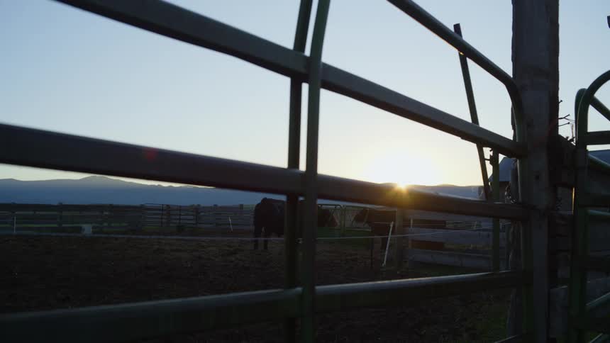 A clip of a farm animal grazing