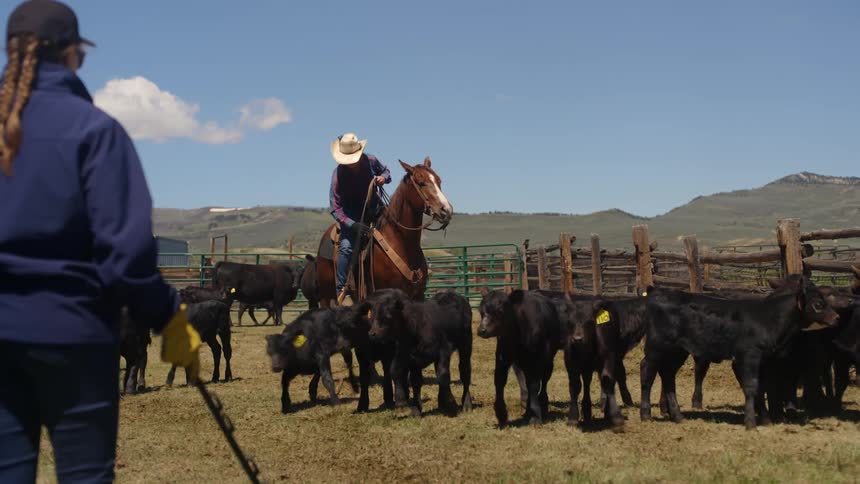 A woman watches a rancher attempt to lasso a calf while sitting on a horse in an enclosure