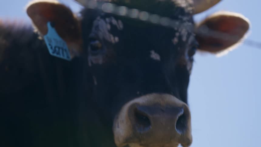 A large brown cow licks its nose while it sands calmly outside