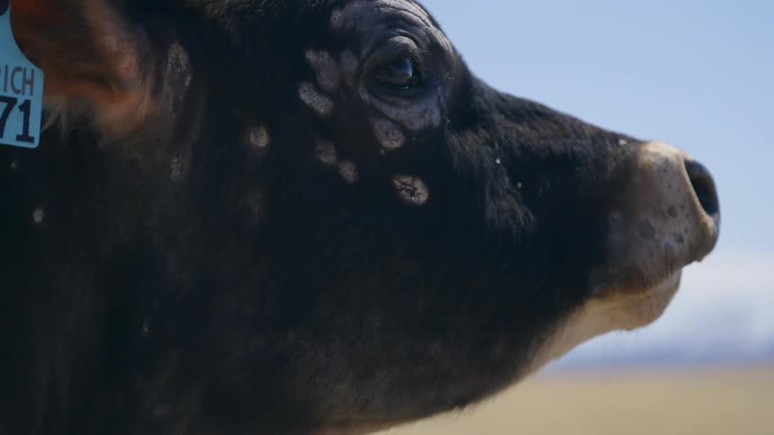 Face of an angus with a marking tag in the ear