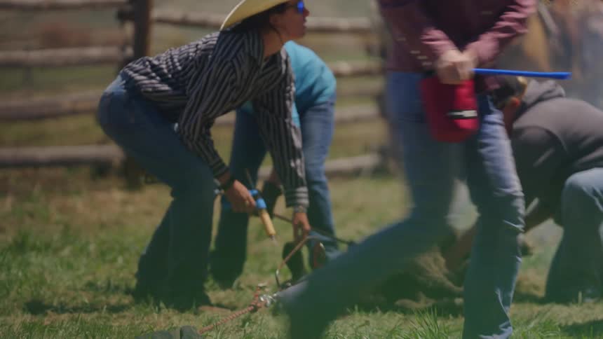 Group of people branding a calf on a farm