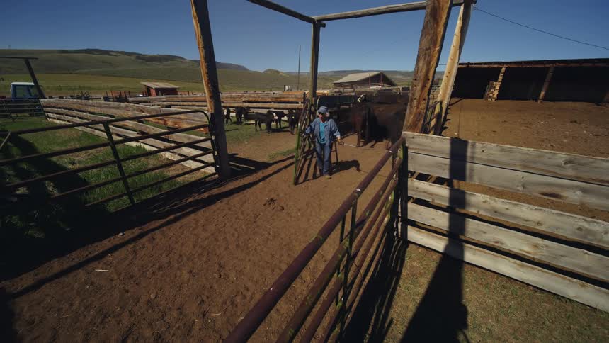 A woman guides multiple cows through gates on a ranch