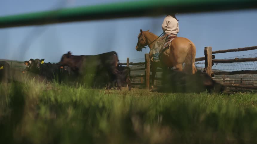Two people on different horses inside a fence of a farm with oxen and cows