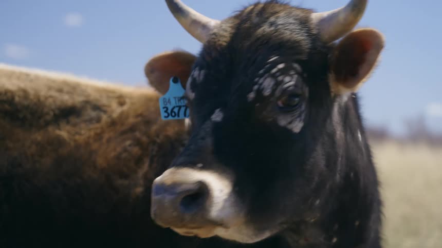 Closeup of a black cows head with a numbered ear tag on an open field