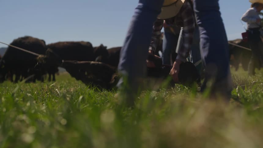 Group of people holding an angus calf with ropes on the farm