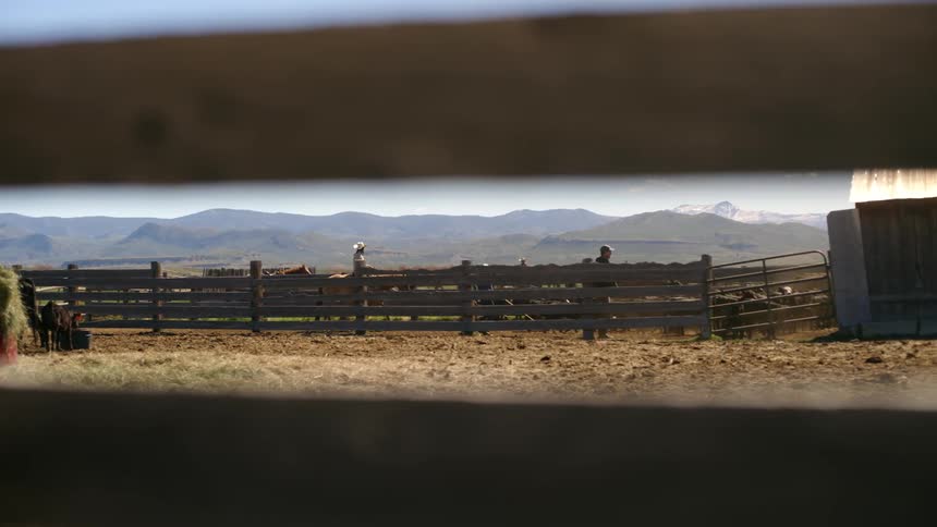 Group of people inside a fence on a farm guiding animals