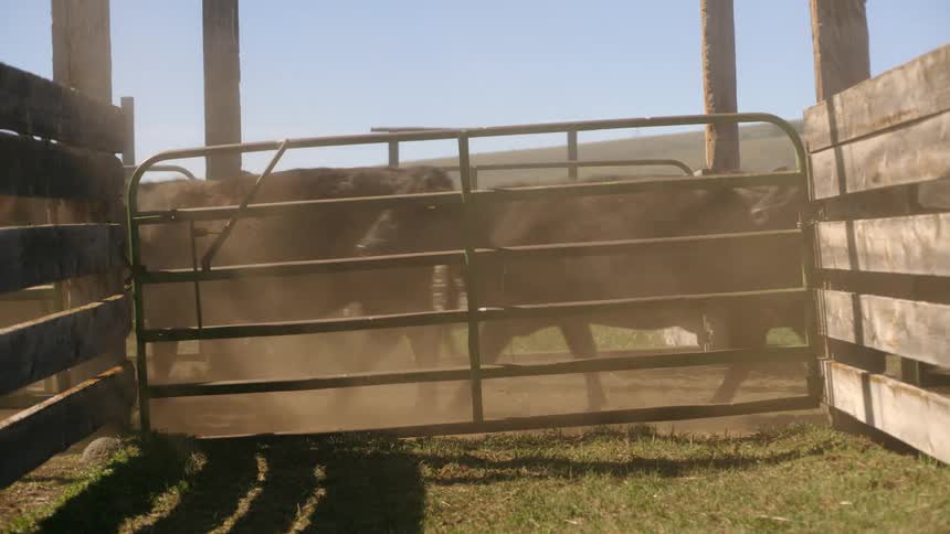 Group of angus passing through a hallway in a barn