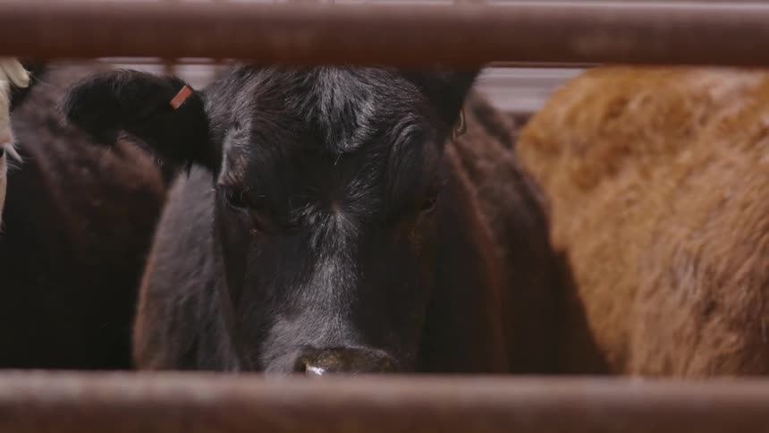 Multiple cows with numbered ear tags and side markings standing behind a metal fence