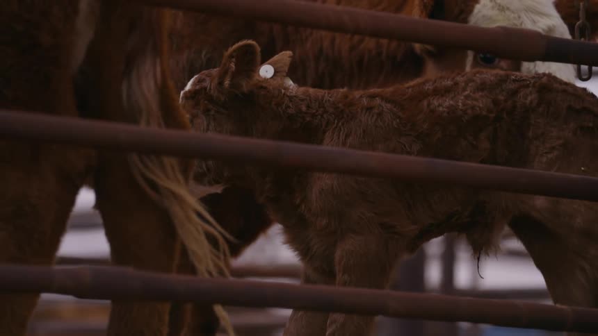 A small calf stands next to some cows on a ranch