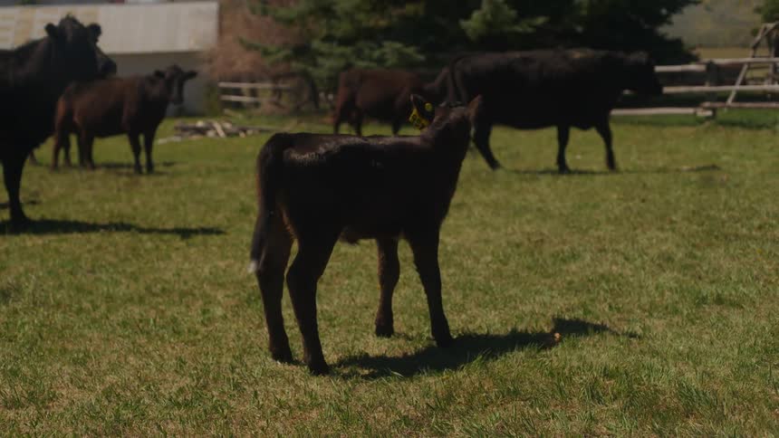 A calf observing a herd of cows