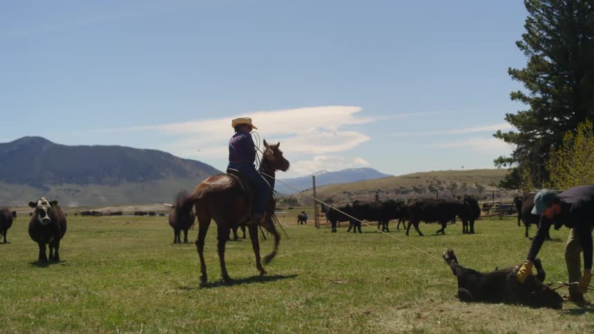 A woman on horseback pulls a calf with a rope across a ranch