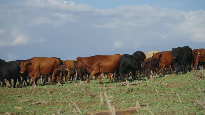 A large herd of cattle slowly walk across a dirt covered field