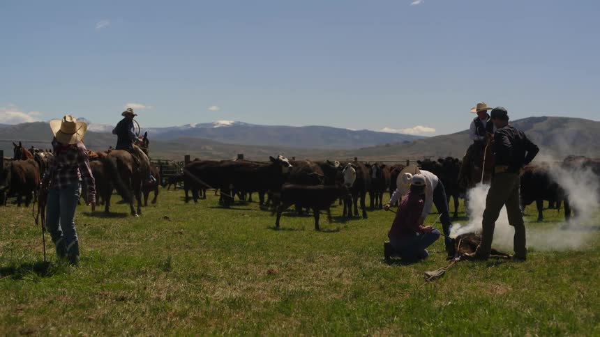 A clip of herders gathered round by the cows