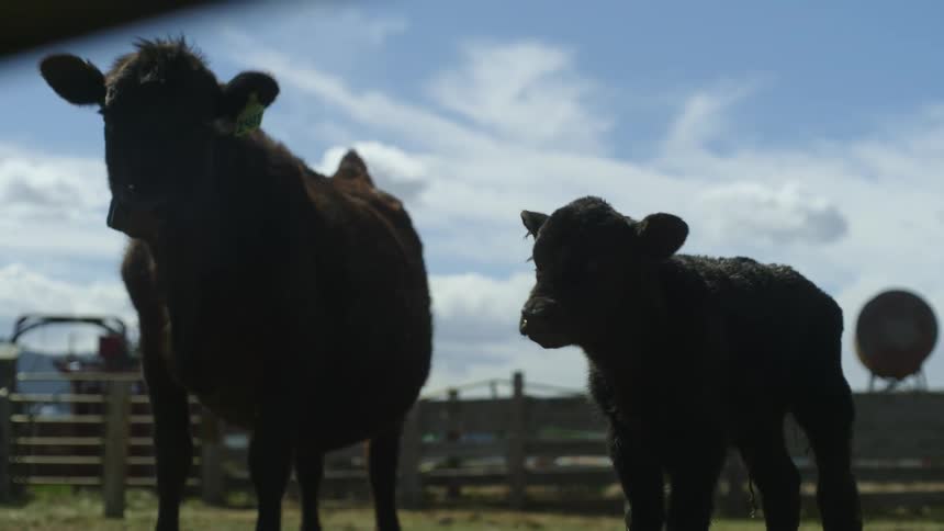 Two angus of different sizes in a barn with pasture