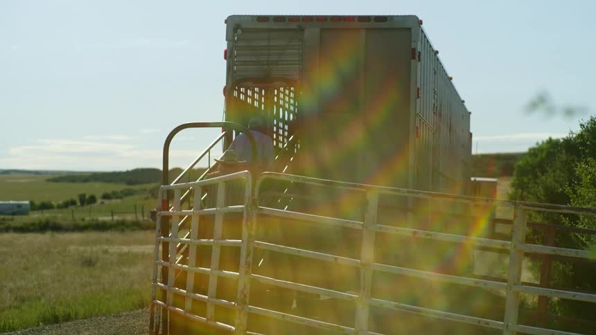 Two men leading cattle into a transport truck