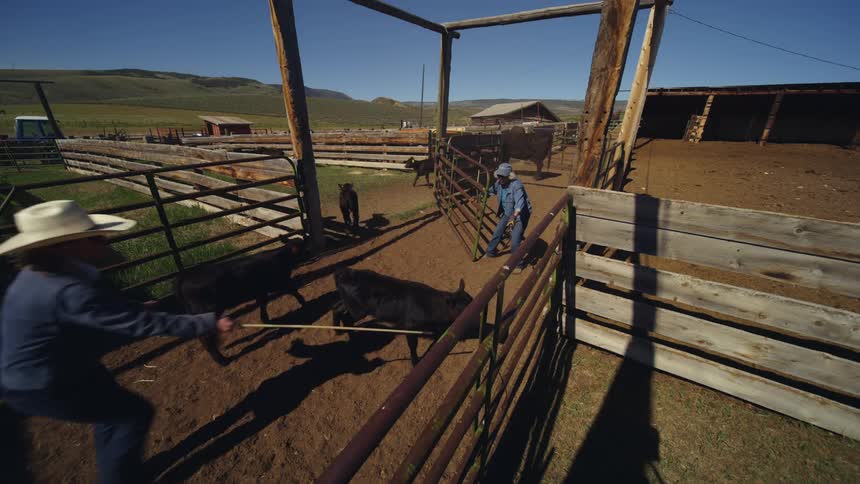 Livestock pen scene with two people separating cows from calves on a ranch