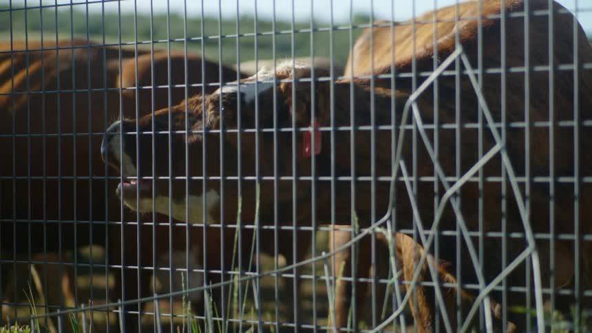 A closeup view of a chainlink fence with brown cows behind it on a ranch