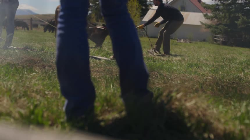 Group of people tying up an animal on the farm