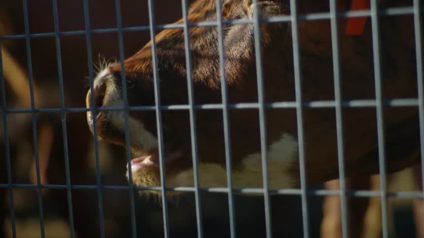 A clip of a cow in a cage