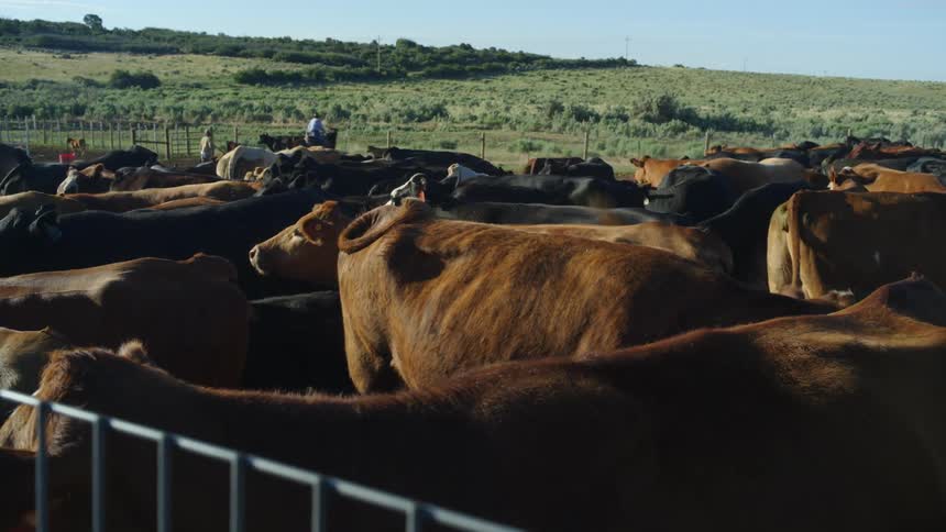 Cowhands herd cattle into a pen on a ranch on a sunny day