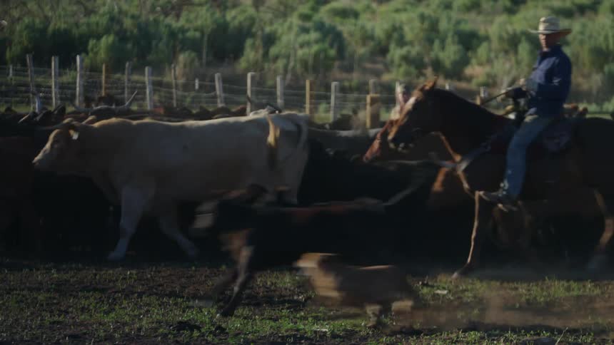 A man on horseback driving together a group of cows inside a corral with the help of a shepherd dog